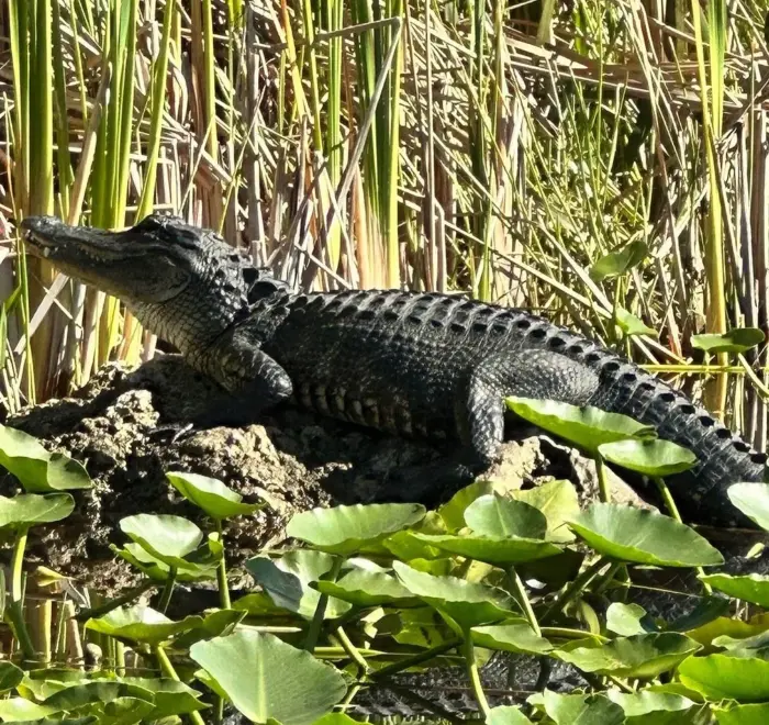 Everglades airboat ride with transportation