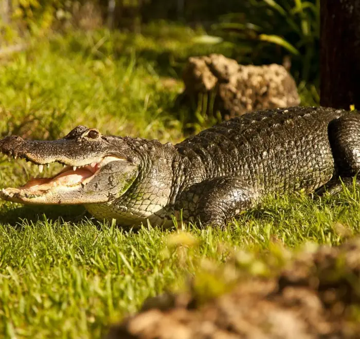 Everglades tour for groups from Miami Beach