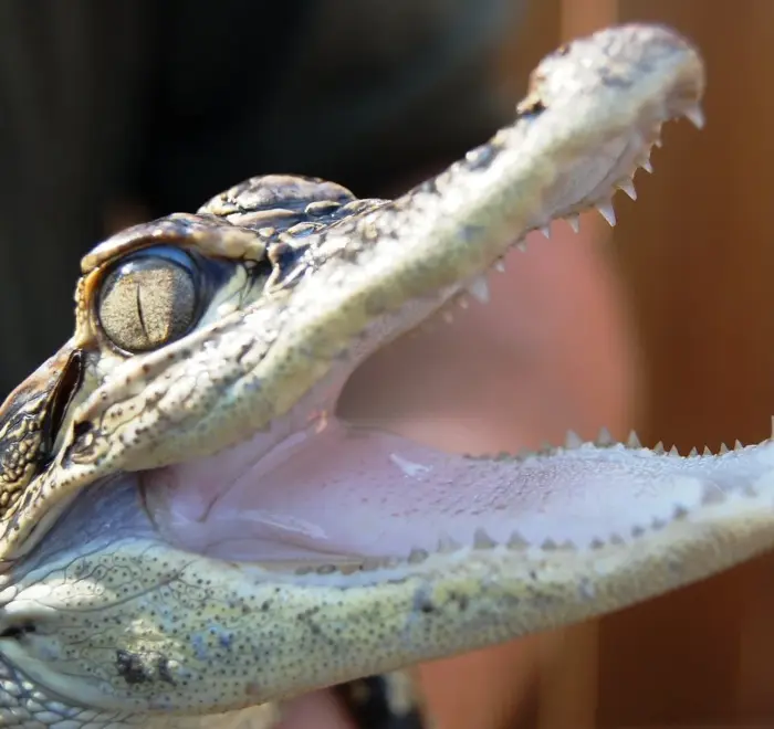 Everglades tour from Miami Beach with transportation