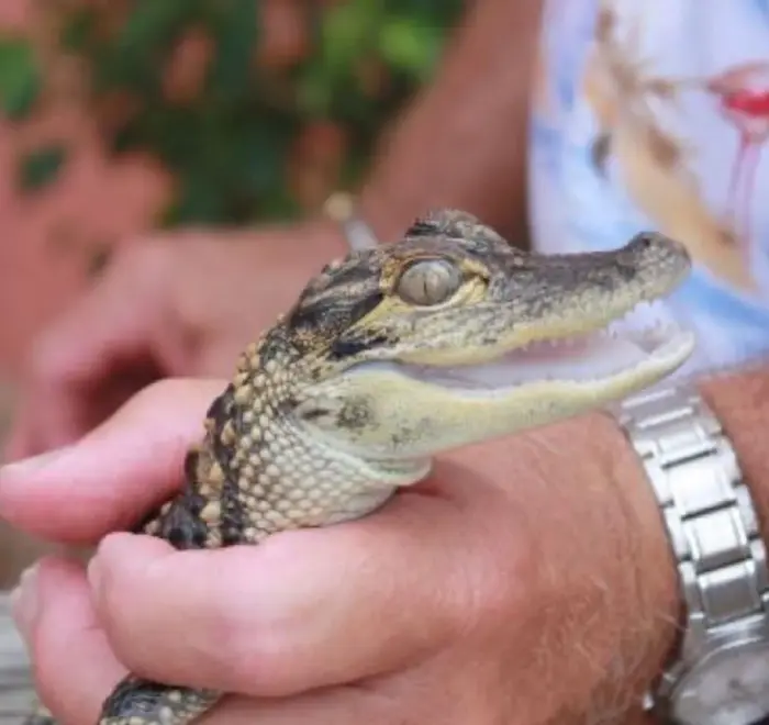 Everglades tour with round trip transportation