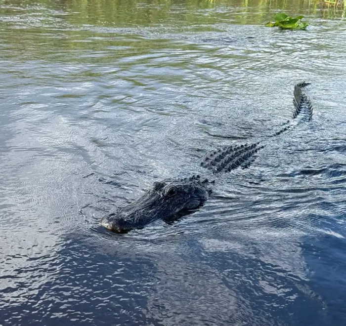 Everglades airboat ride from Miami Beach