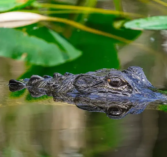 luxury Everglades tour from Miami Beach