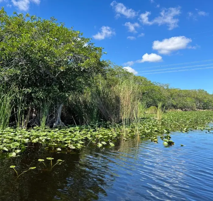 Everglades tour from South Beach with transportation