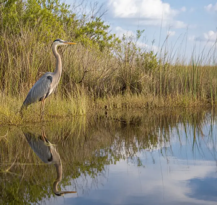 shared Everglades airboat tour from Miami Beach